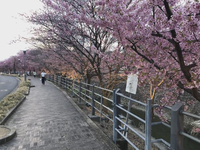 Sakura Trees Blooming